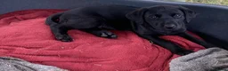 Labrador Retriever dogs for sale: DRAKESHEAD LABRADOR RETRIEVER in Llangollen - Advert 6
