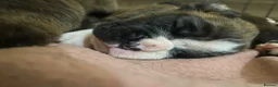 Boxer dogs for sale: KC Registered Boxer Puppies - health tested - Advert 3