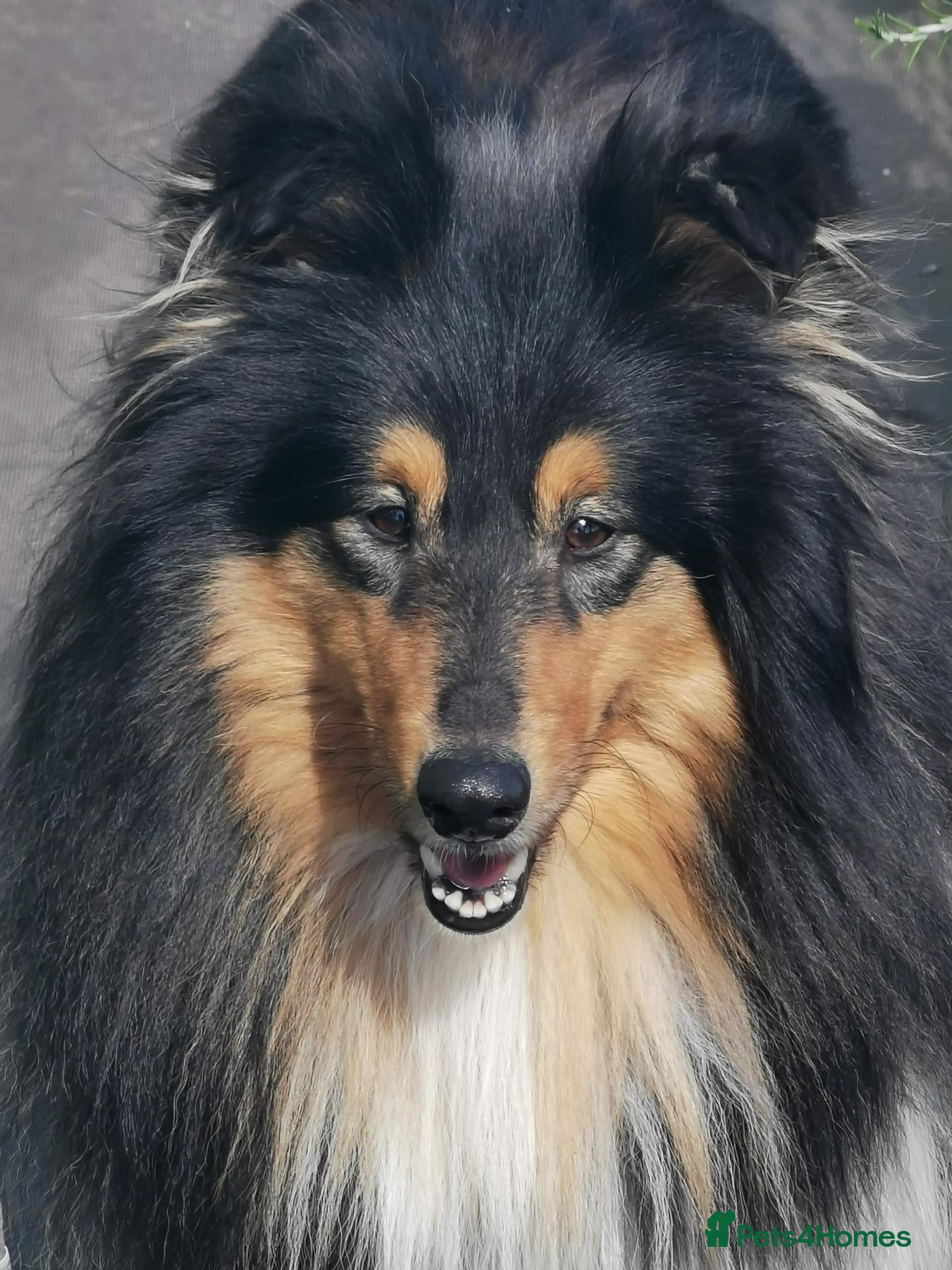 Rough Collie dogs Regretful rehome - Advert 1