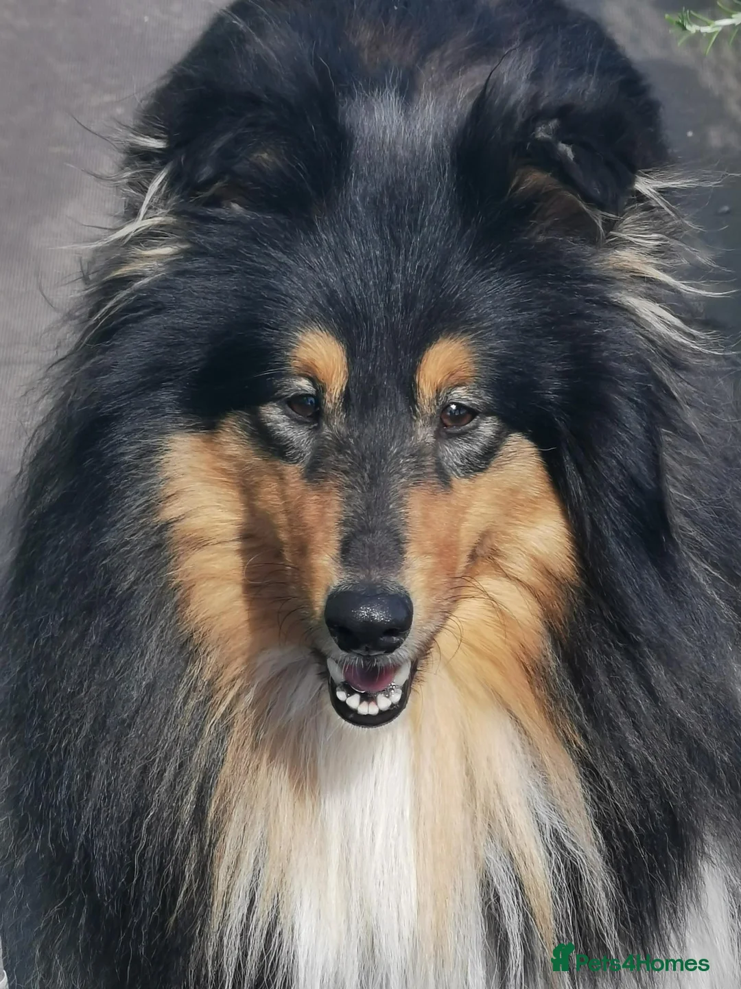 Rough Collie dogs for sale: Regretful rehome in Bathgate - Advert 1