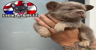 French Bulldog dogs - Advert 15
