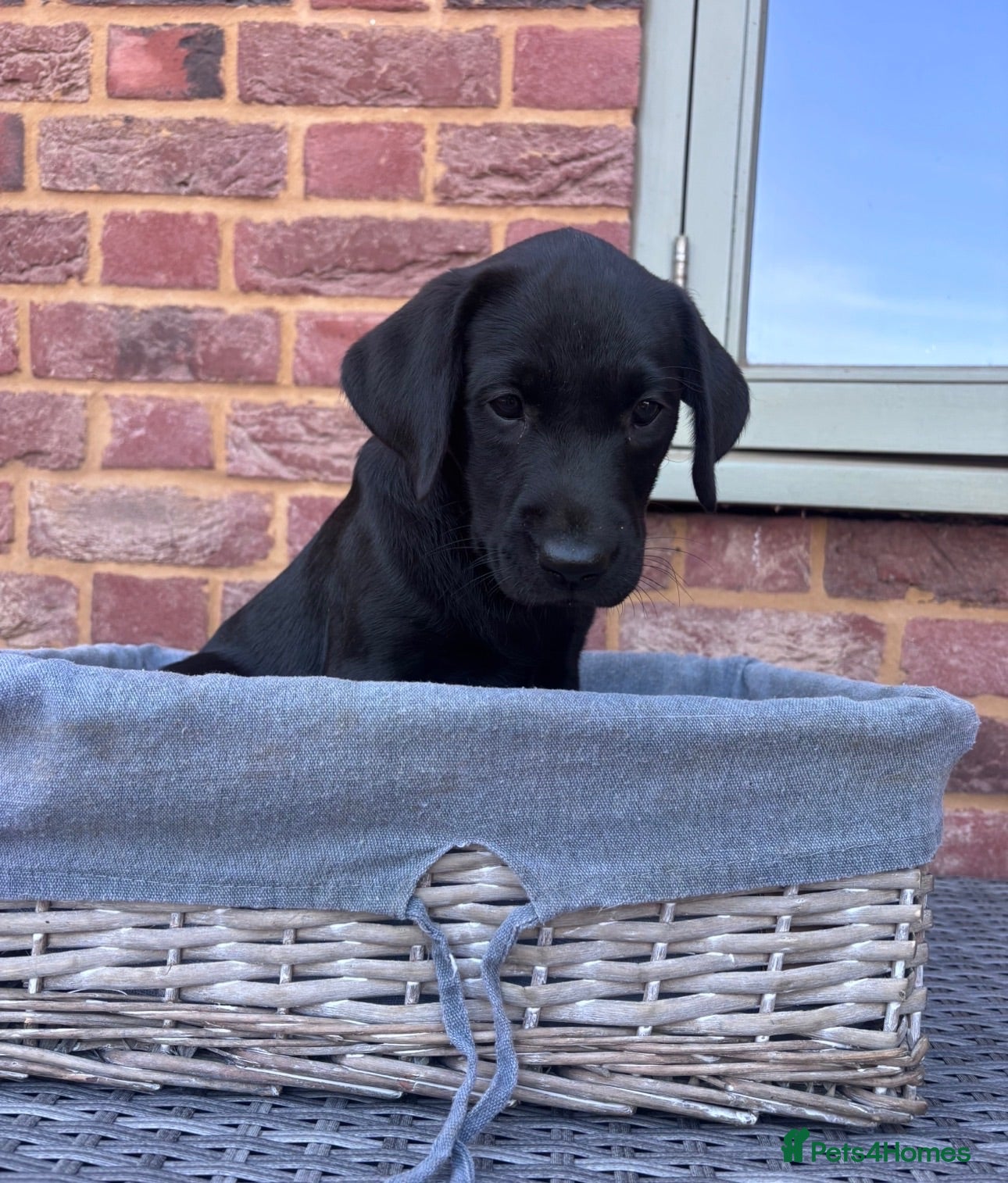 Labrador Retriever dogs Ready to leave now Labrador pup **last girl left** - Advert 1
