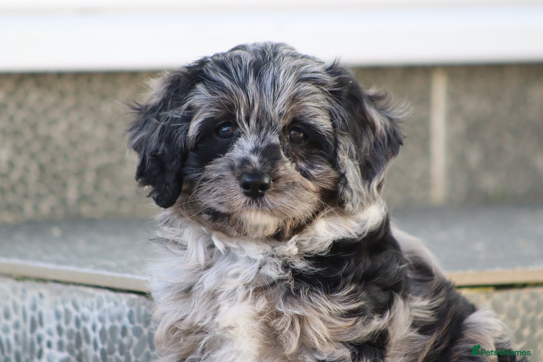 Cavapoo dogs for sale: Beautiful Cavapoochons for sale  - Image 14