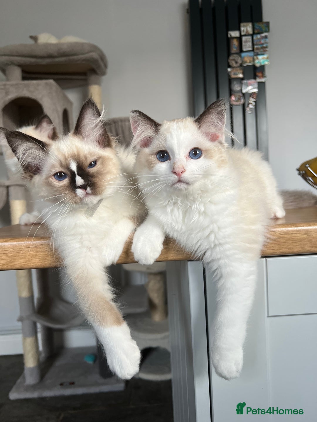 Ragdoll cats for sale: Registered Ragdoll kittens for sale - Image 23