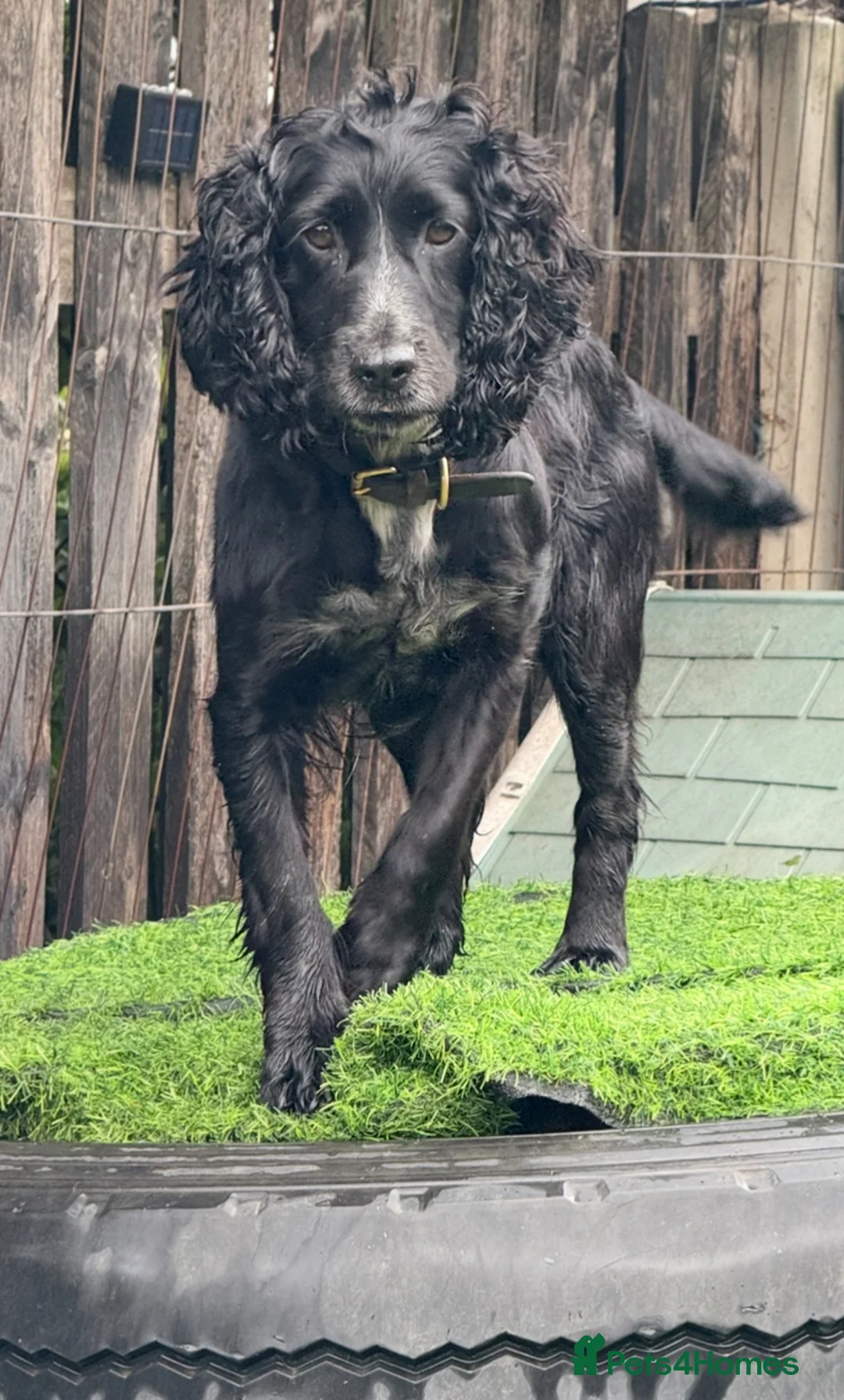 Cocker Spaniel dogs for sale: Beautiful 4-Year-Old Female Cocker Spaniel - Advert 2