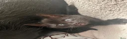 Mixed Breed cats for sale: 4 Adorable playful black kittens. Litter trained  - Advert 25