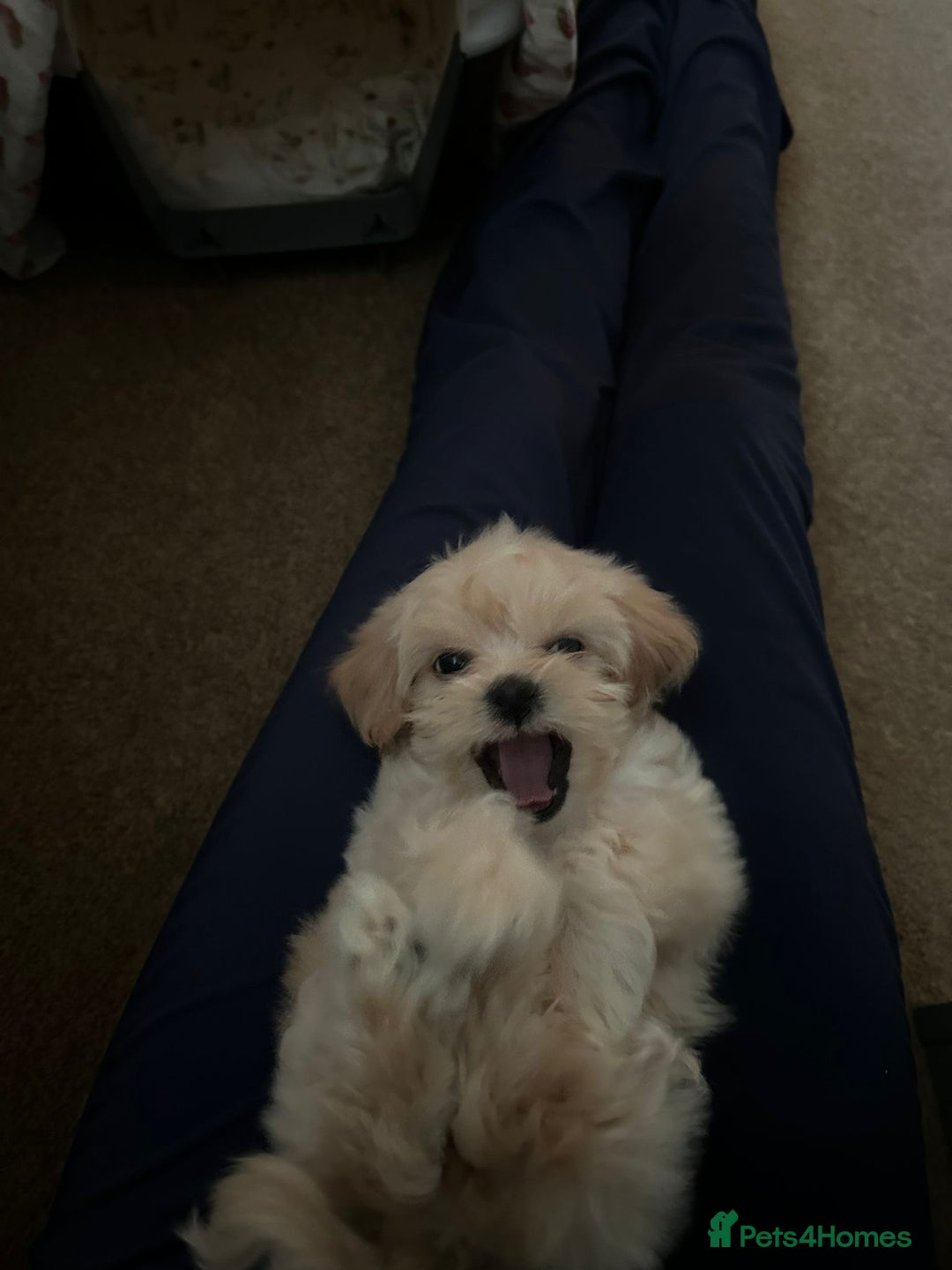 Lhasapoo dogs for sale: Lhasapoo for sale  - Advert 4