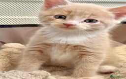 Mixed Breed cats for sale: 9 Week Old Kitten - Image 2