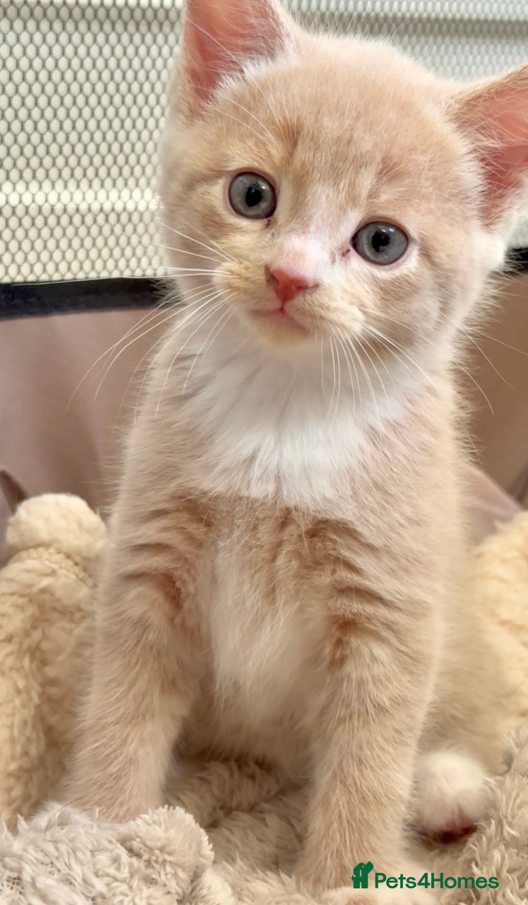 Mixed Breed cats for sale: 9 Week Old Kitten - Image 2