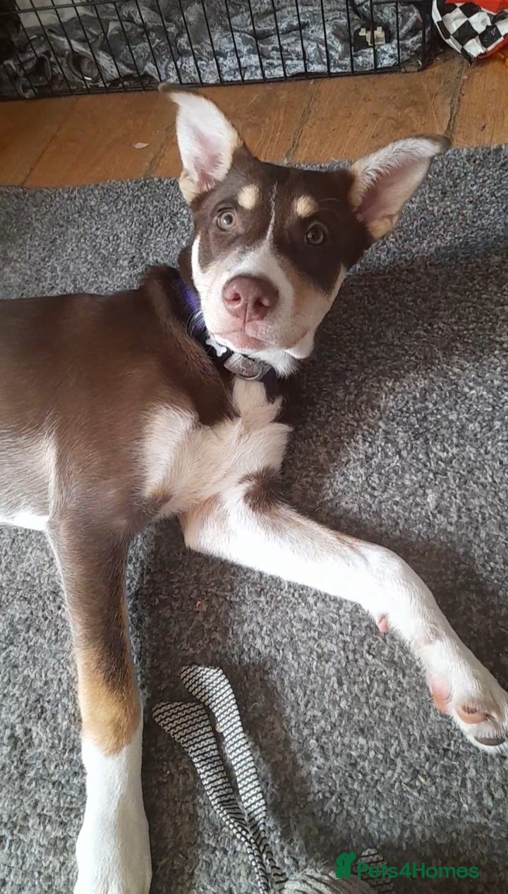Mixed Breed dogs Ready Now Beautiful Babie - Advert 1