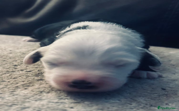 Old English Sheepdog dogs - Advert 2