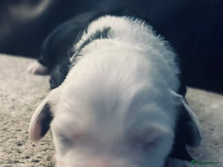 Old English Sheepdog dogs - Advert 4