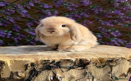Mini Lop rabbits for sale: Harlequin Mini Lop Buck - Image 8