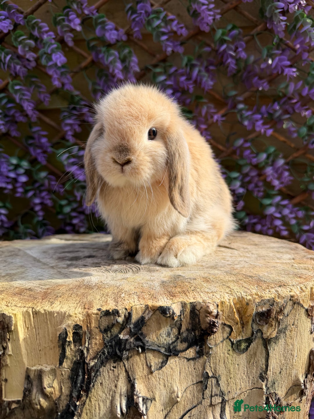 Mini Lop rabbits for sale: Harlequin Mini Lop Buck - Image 8