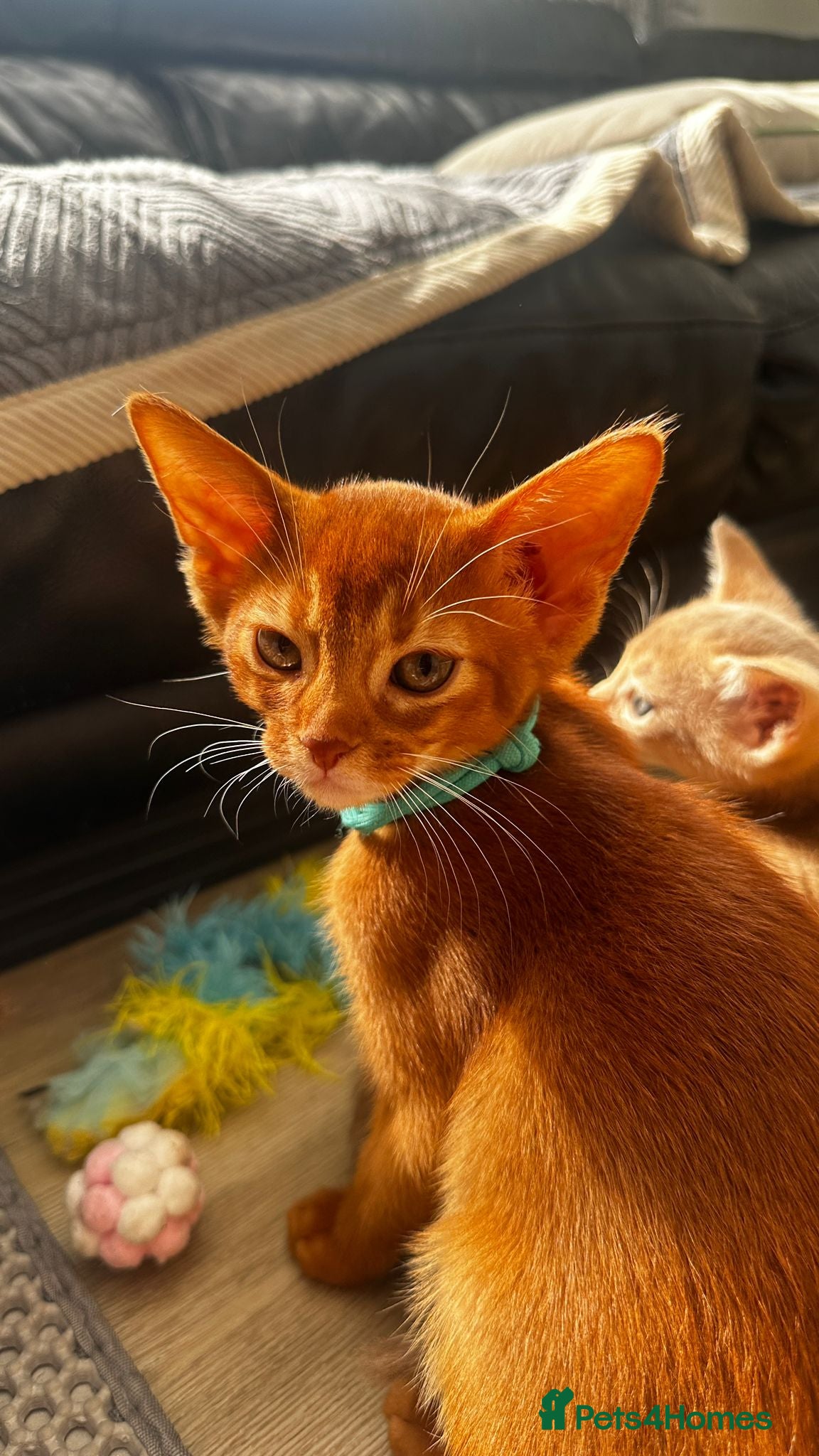 Abyssinian cats Abyssinian kittens  - Advert 5