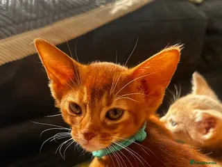 Abyssinian cats Abyssinian kittens - Advert 5