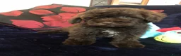 Mixed Breed dogs for sale: shihpoo x maltese puppies for sale - Advert 38