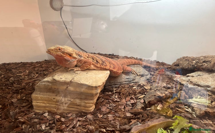 Bearded Dragon reptiles - Advert 8