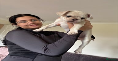 Frug dogs - Advert 4