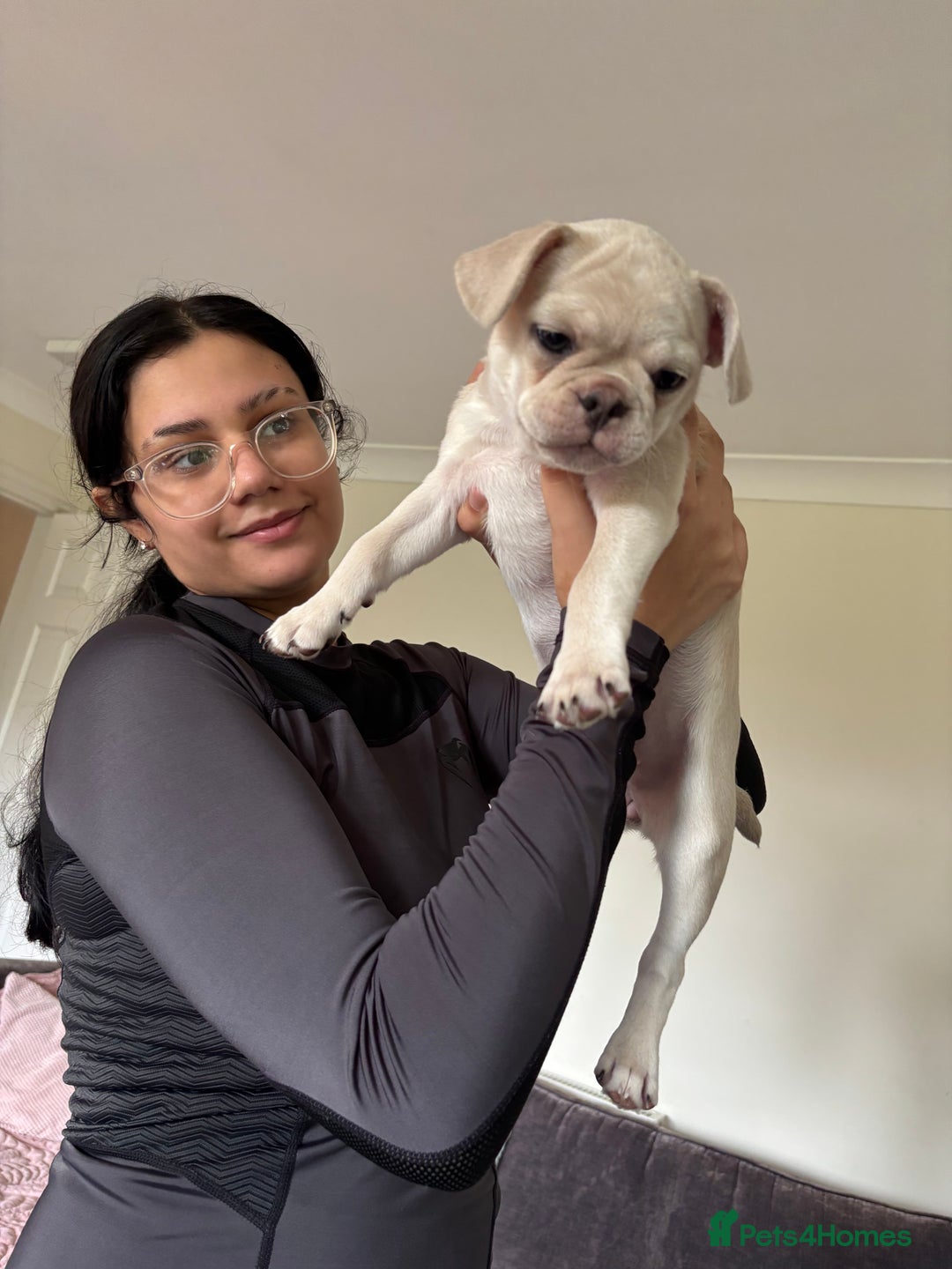 Frug dogs for sale: Truly Outstanding Fruggie Girls - Image 2
