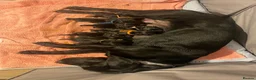 Labrador Retriever dogs for sale: Beautiful litter of Black Labradors  - Advert 2