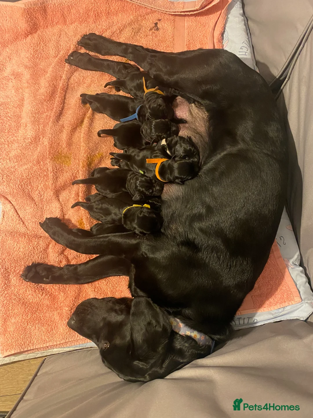 Labrador Retriever dogs for sale: Beautiful litter of Black Labradors  - Advert 2