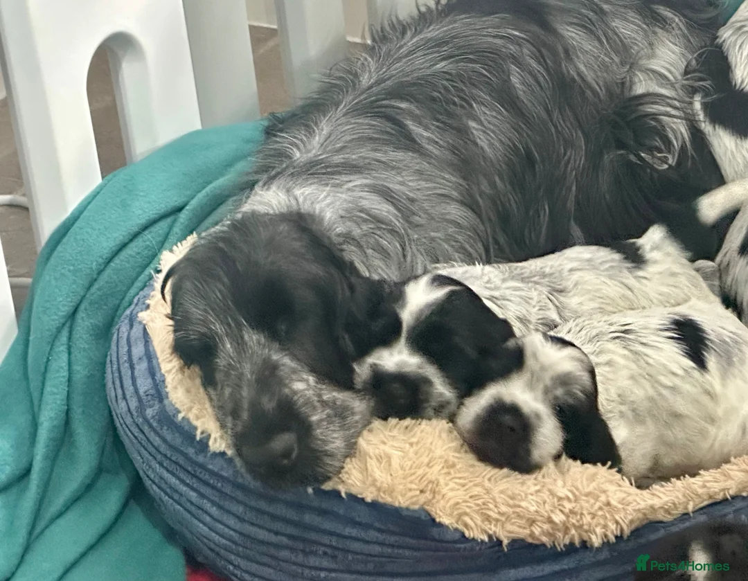 Cocker Spaniel dogs for sale: Blue Roan - Show - English cocker spaniels in Colchester - Advert 1