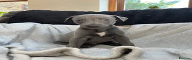 Whippet Puppy 3
