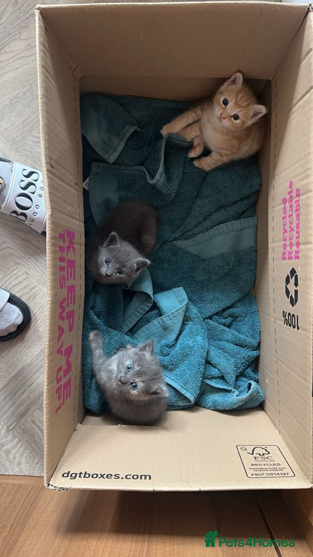 Mixed Breed cats for sale: Beautiful little kittens - Image 1