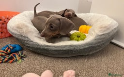 Dachshund dogs for sale: Beautiful Isabella pups exceptional quality  - Image 24