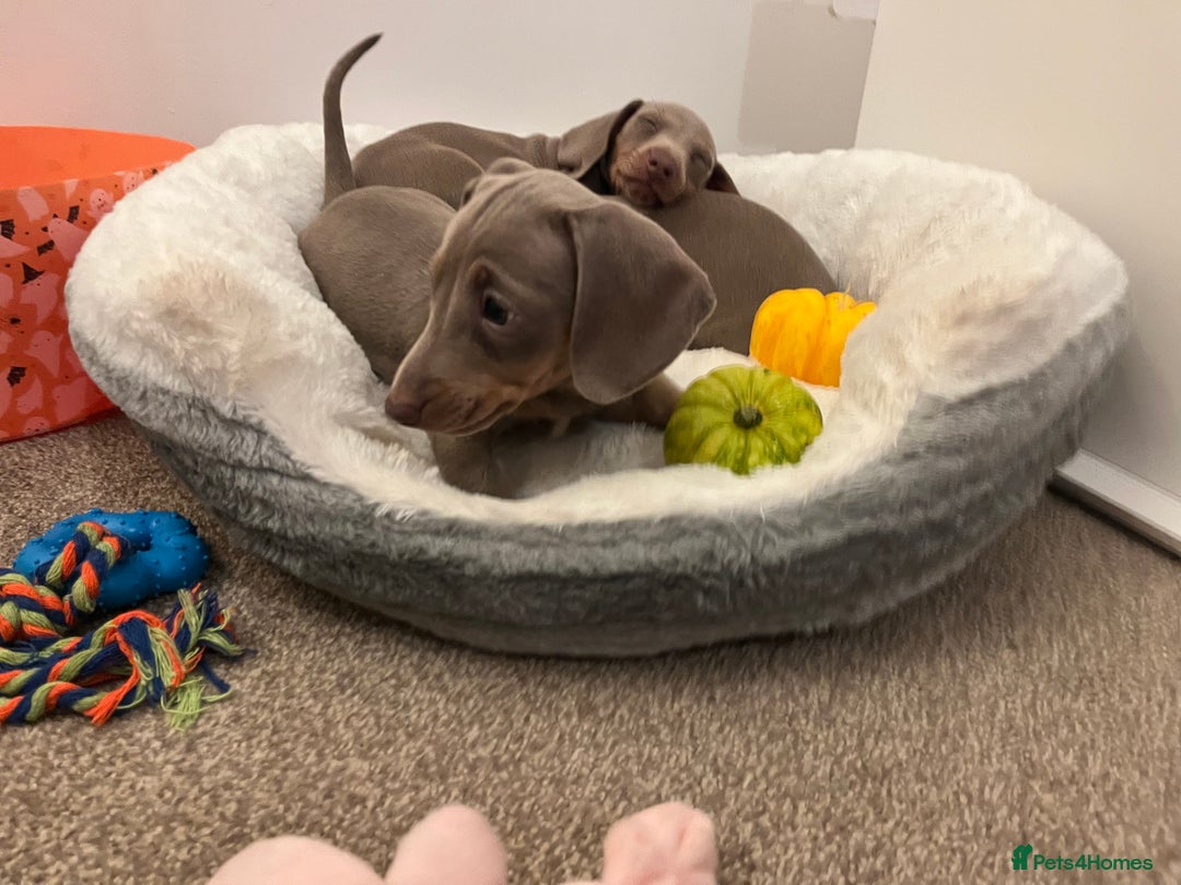 Dachshund dogs for sale: Beautiful Isabella pups exceptional quality  - Image 24