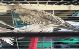 Cockatiels birds for sale: Baby cockatiel for sale mixed prices  - Image 21