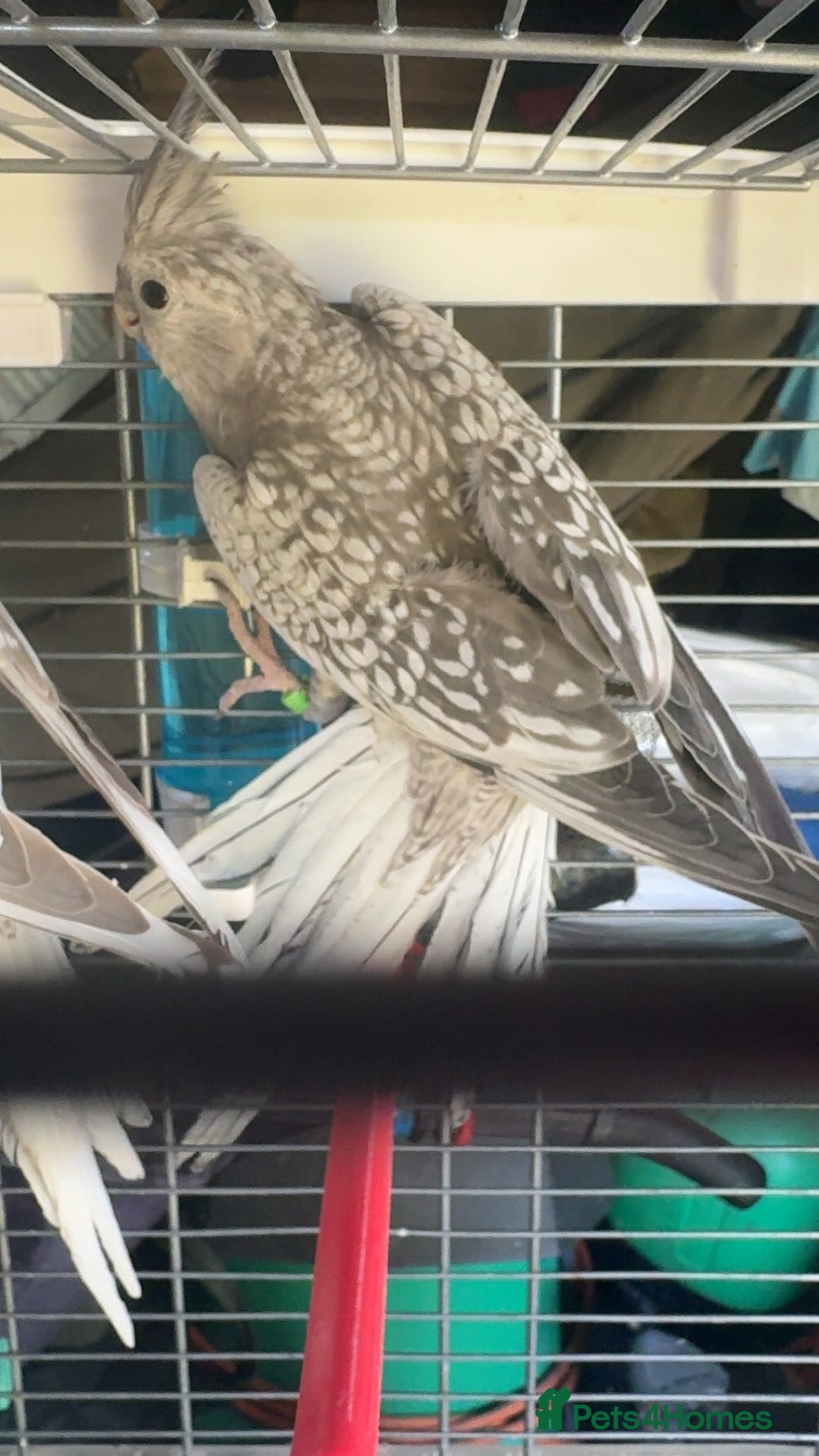 Cockatiels birds for sale: Baby cockatiel for sale mixed prices  - Image 21