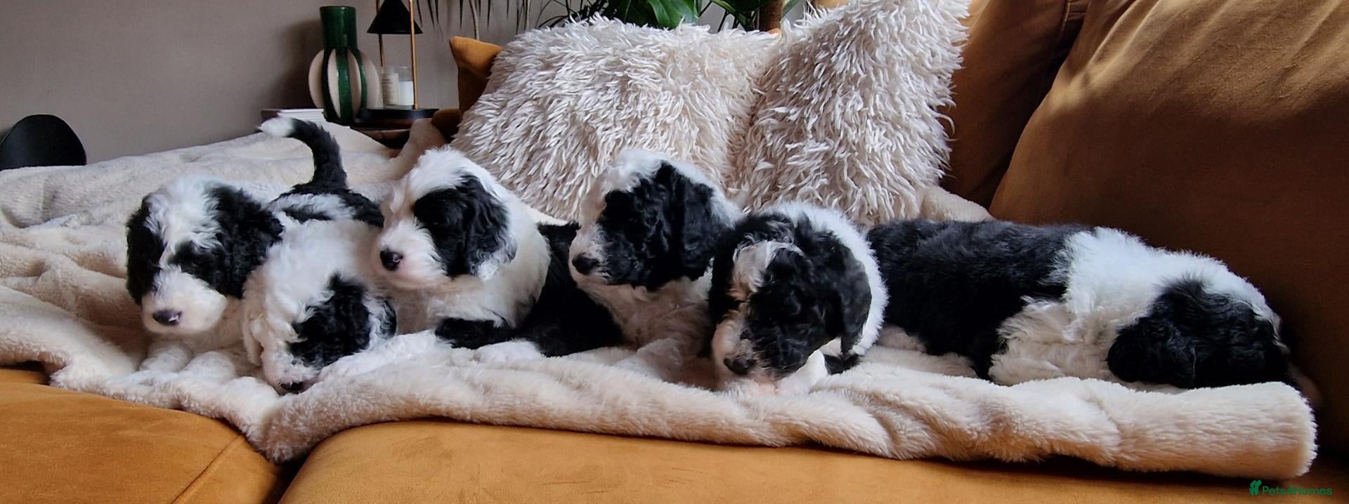 Sheepadoodle dogs Ultimate Pedigree F1 Sheepadoodles  - Advert 1