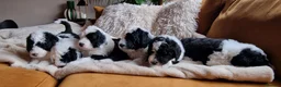 Sheepadoodle dogs for sale: Ultimate Pedigree F1 Sheepadoodles  - Advert 1