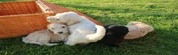 Standard Poodle dogs for sale: Standard Poodle Puppies  in Craigavon - Advert 13