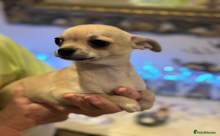 Chihuahua dogs - Advert 5