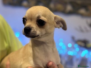 Chihuahua dogs for sale - Advert 1