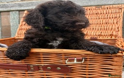 Cockapoo dogs for sale: Gorgeous cockapoo puppies  - Image 8