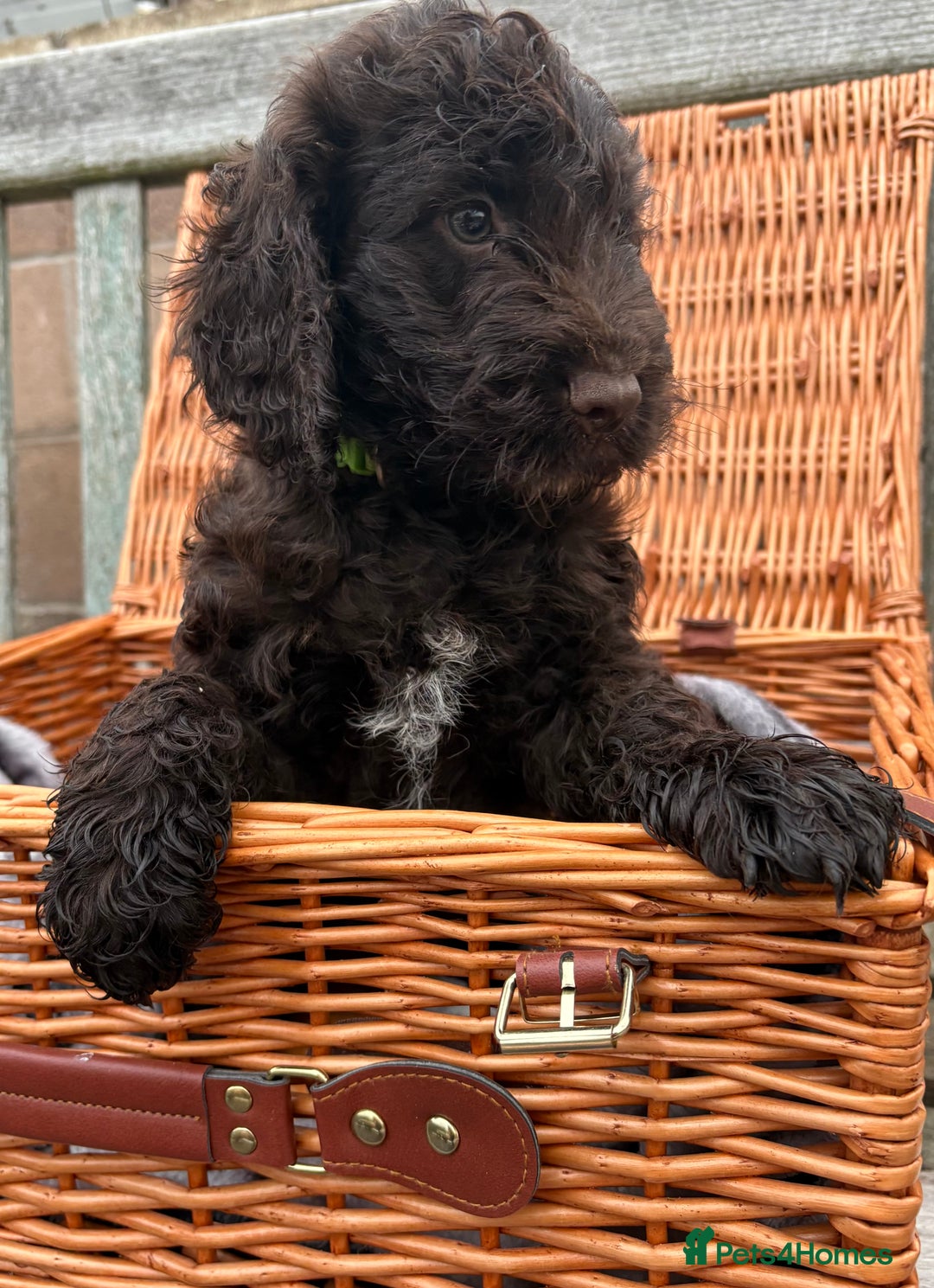 Cockapoo dogs for sale: Gorgeous cockapoo puppies  - Image 8