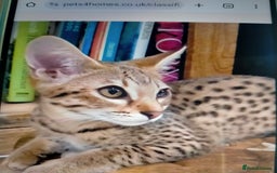 Savannah cats for sale: F3 savannah girls Tica reg + silver boy - Image 1