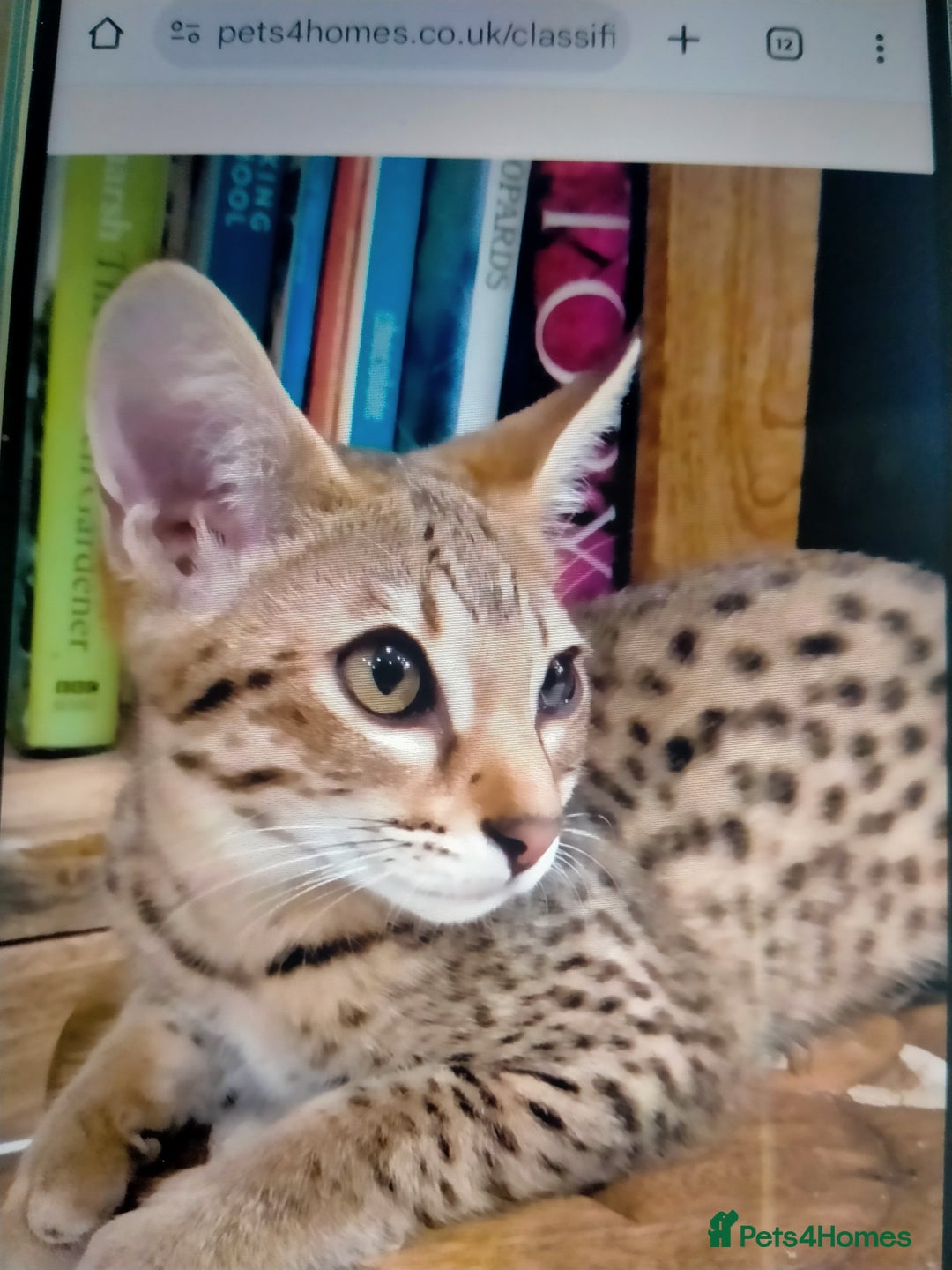 Savannah cats for sale: F3 savannah girls Tica reg + silver boy - Image 1