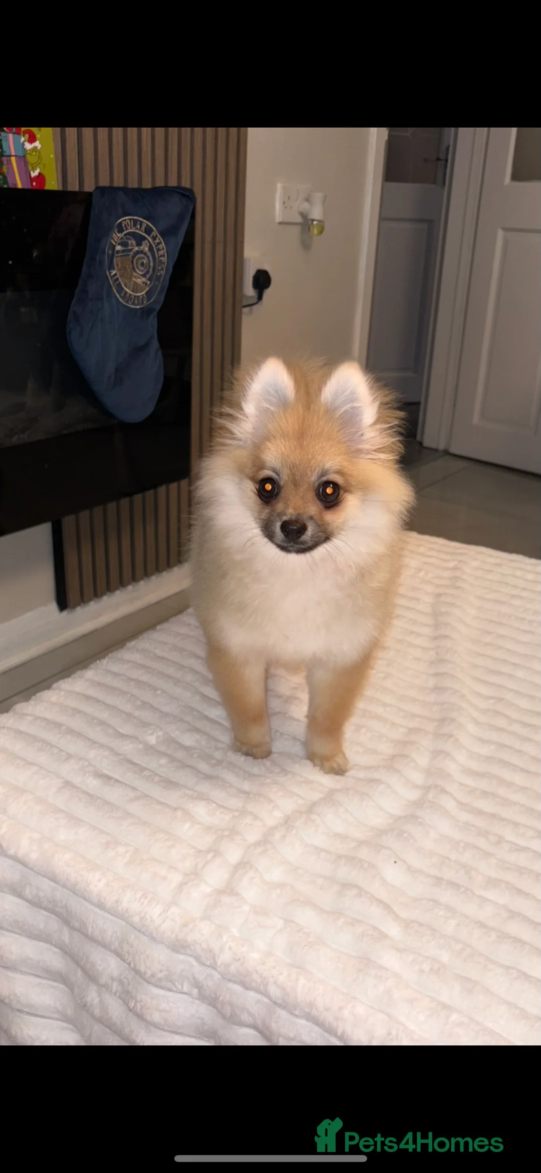 Pomeranian dogs for sale: Lucià - Advert 1