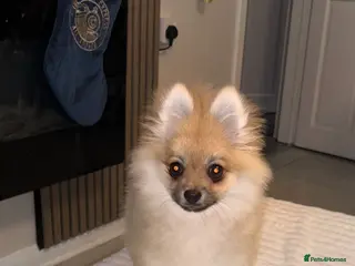 Pomeranian dogs Lucià - Advert 2