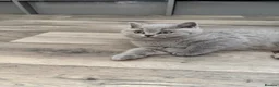 British Shorthair cats for sale: TICA registered champion bloodline BSH kittens - Advert 11