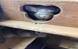 Chinchilla rodents for sale: 2 Bonded Male Chinchillas - Image 2