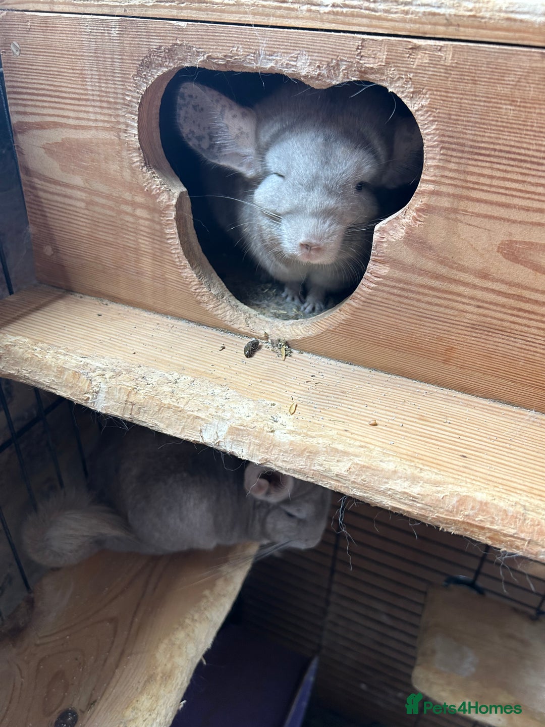 Chinchilla rodents for sale: 2 Bonded Male Chinchillas - Image 2