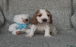 Cocker Spaniel dogs for sale: Ready Now! KC Show Type Cocker Spaniel Pups  - Image 32