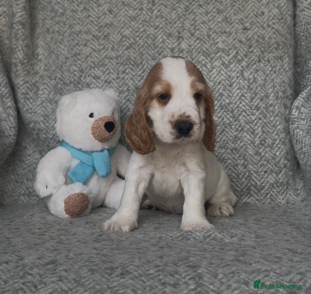 Cocker Spaniel dogs for sale: Ready Now! KC Show Type Cocker Spaniel Pups  - Image 32