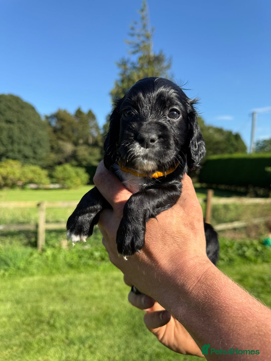 Cocker Spaniel dogs for sale: Working cocker spaniel - Image 11